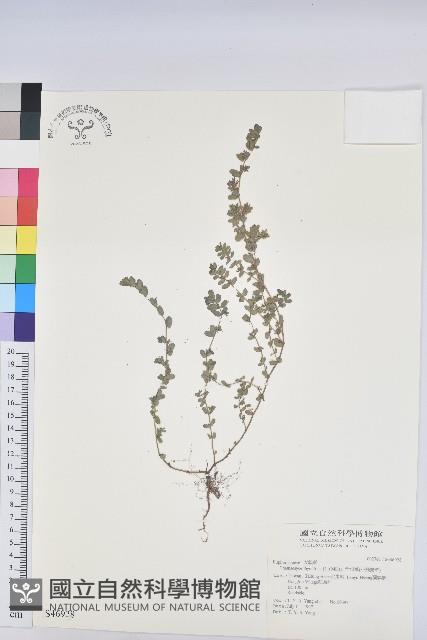 千根草藏品圖，第1張