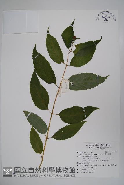 台灣土黨參藏品圖，第1張