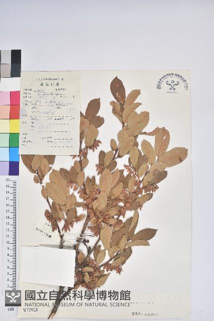 Accession Number:S022928 Collection Image