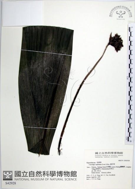 船子草、船仔草藏品圖，第1張