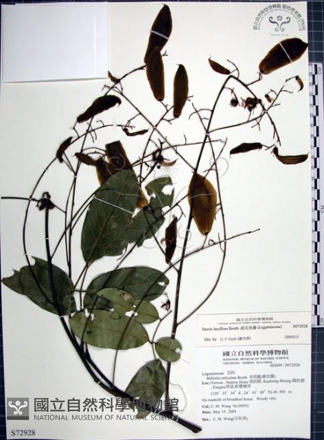 疏花魚藤藏品圖，第1張