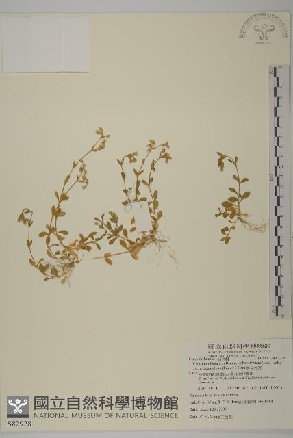 簇生卷耳藏品圖，第1張