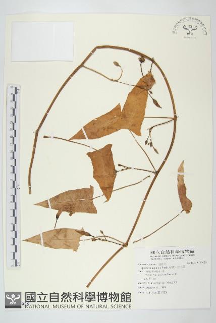 甕菜、空心菜藏品圖，第1張