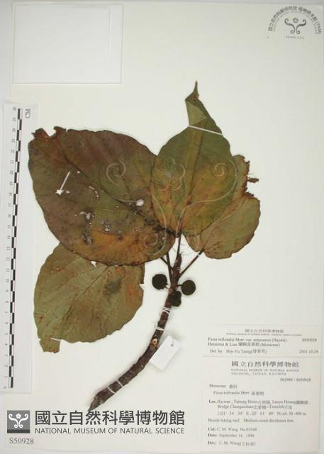 蘭嶼落葉榕藏品圖，第1張