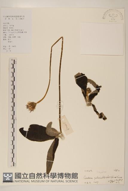毛大丁草藏品圖，第1張