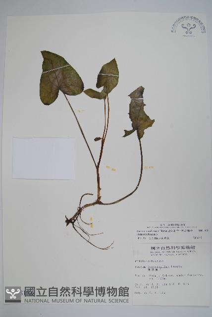 薄葉細辛、尾花細辛藏品圖，第1張