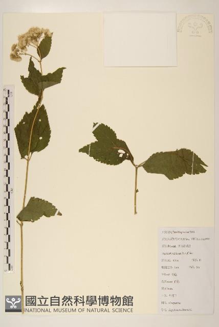 華澤蘭藏品圖，第1張