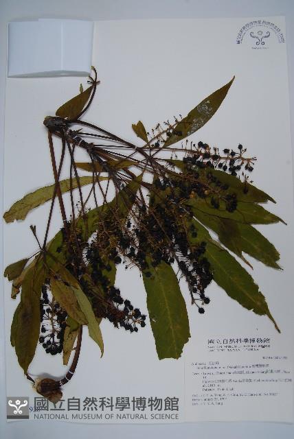 臺灣鵝掌柴藏品圖，第1張