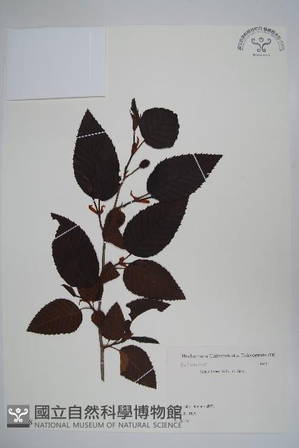 登錄號:S081928藏品圖，第1張