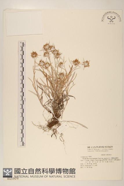 細葉鼠麴草藏品圖，第1張