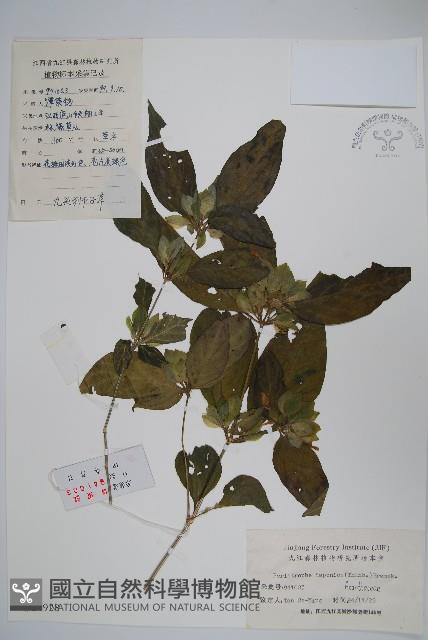 九頭獅子草藏品圖，第1張