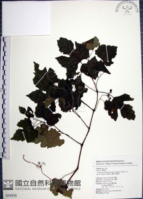 Accession Number:S054928 Collection Image