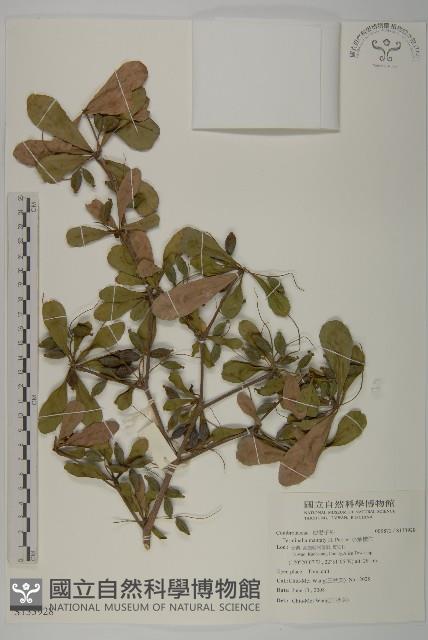 小葉欖仁藏品圖，第1張