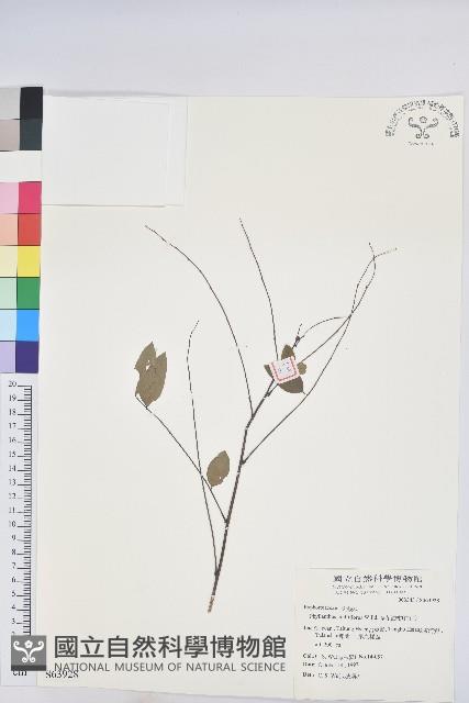 多花油柑、白仔藏品圖，第1張