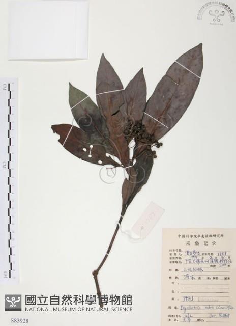九節木、牛屎烏、青龍吐霧藏品圖，第1張