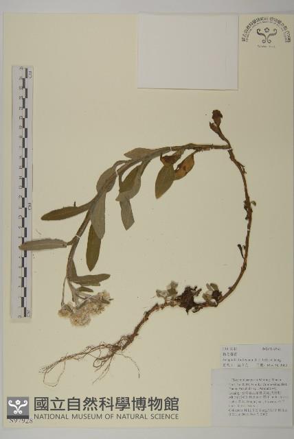 粘毛香青藏品圖，第1張