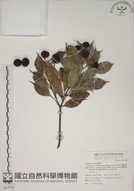 賽赤楠藏品圖，第1張