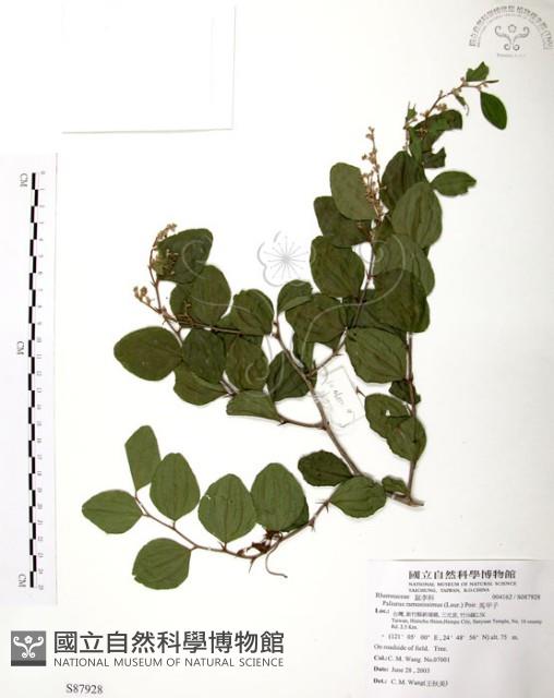 馬甲子藏品圖，第1張