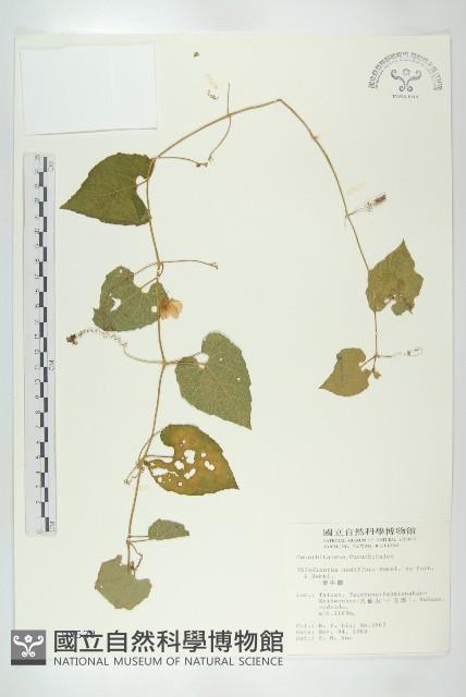 青牛膽藏品圖，第1張