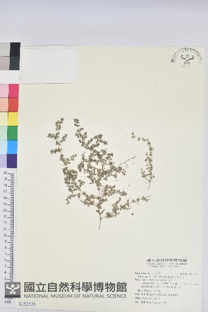 匐根大戟藏品圖，第1張