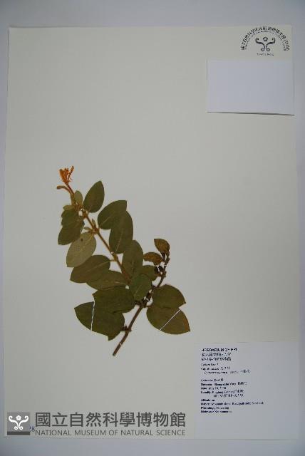 忍冬、金銀花藏品圖，第1張