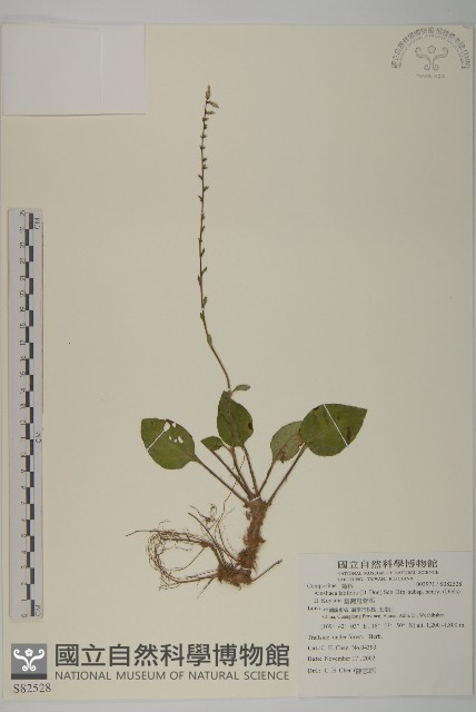 臺灣鬼督郵藏品圖，第1張