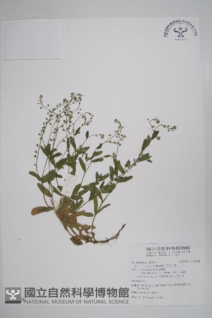 野勿忘草藏品圖，第1張