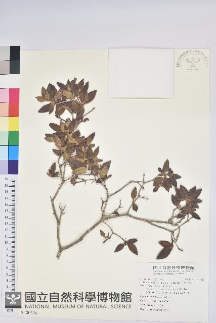 紅毛杜鵑藏品圖，第1張