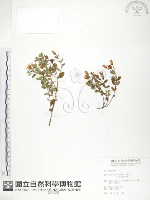 玉山金絲桃藏品圖，第1張