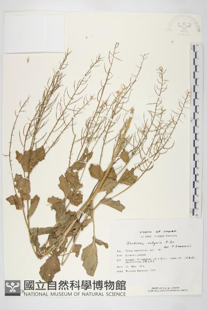 歐洲山芥藏品圖，第1張