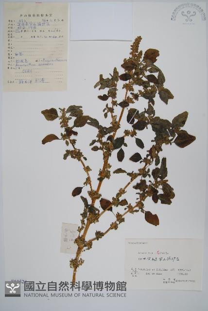 凹葉野莧菜藏品圖，第1張