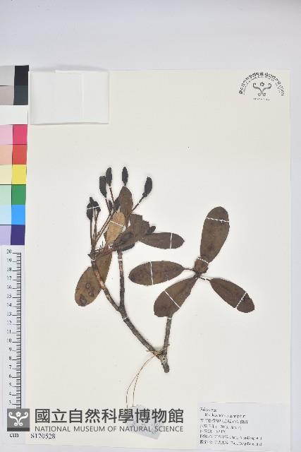 白雪杜鵑藏品圖，第1張