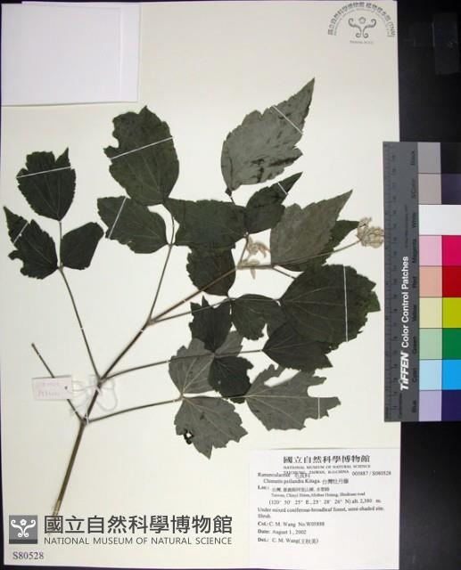 台灣牡丹藤、台灣草牡丹藏品圖，第1張