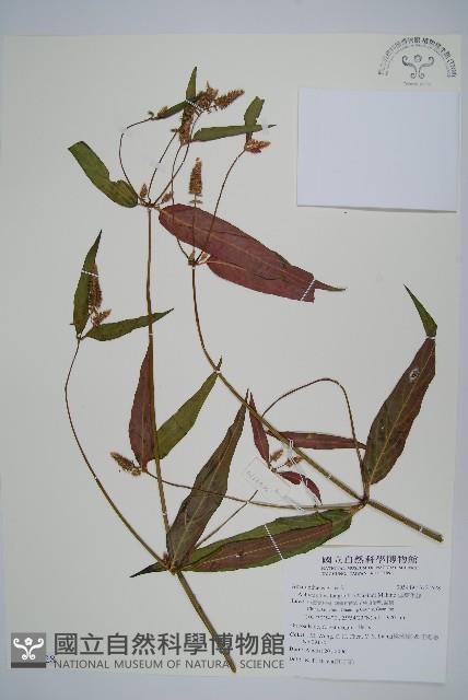 柳葉牛膝藏品圖，第1張