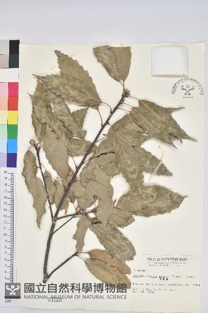 青剛櫟、鐵椆藏品圖，第1張