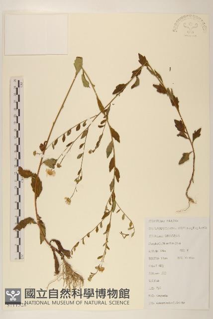 雞兒腸藏品圖，第1張