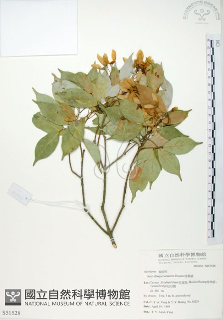 樟葉槭, 飛蛾子樹藏品圖，第1張