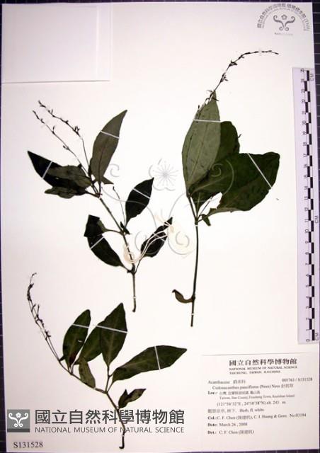 針刺草藏品圖，第1張