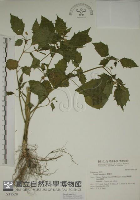 燈籠草藏品圖，第1張