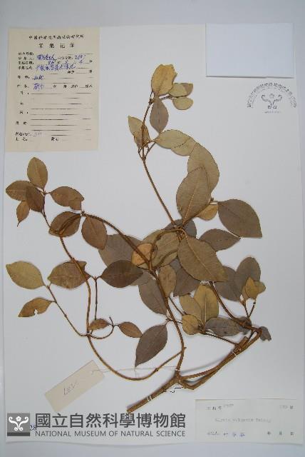 串珠子藏品圖，第1張