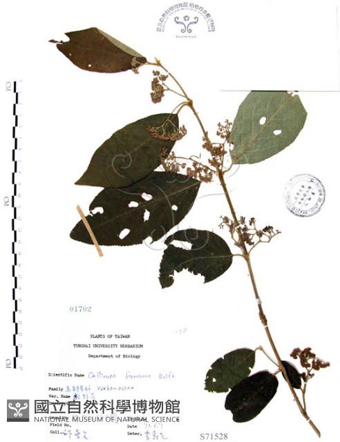 杜虹花，台灣紫珠藏品圖，第1張