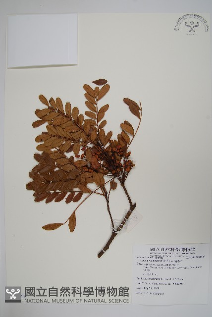 清香木藏品圖，第1張