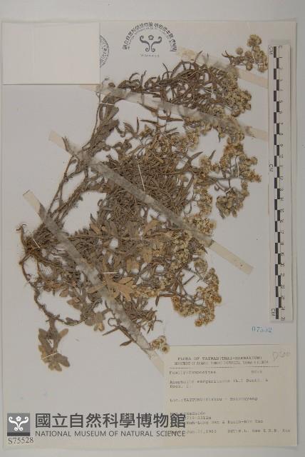 抱莖籟簫藏品圖，第1張