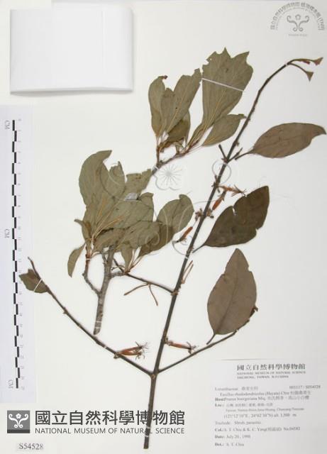 杜鵑桑寄生藏品圖，第1張