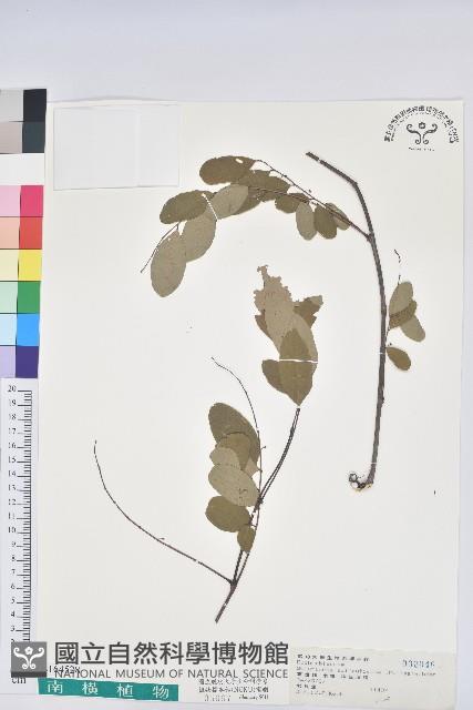 葉底珠、市蔥密花葉底珠藏品圖，第1張