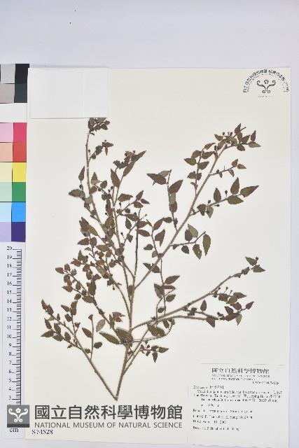 毛蕊花藏品圖，第1張