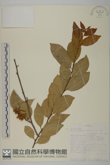 登錄號:S093528藏品圖，第1張