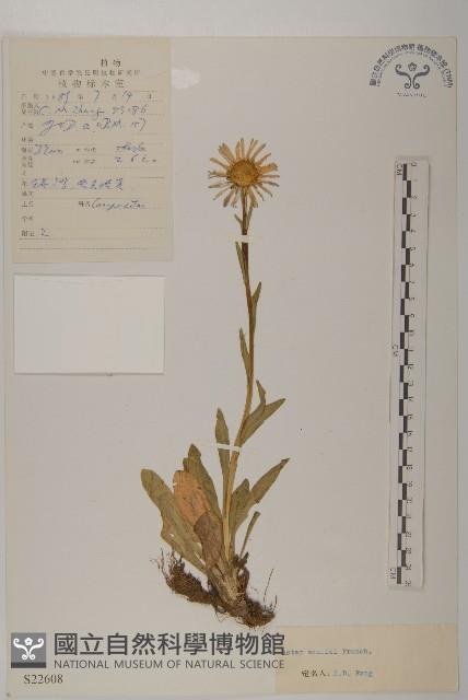 緣毛紫菀藏品圖，第1張