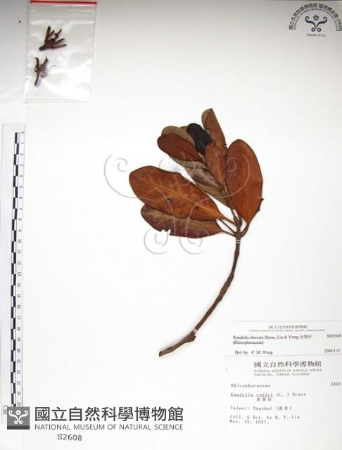 水筆仔藏品圖，第1張