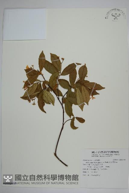 細梗絡石藏品圖，第1張